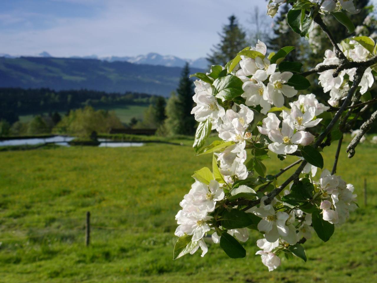 Hotel Alpenrose Gut Schlafen & Fruehstuecken 샤이데크 외부 사진